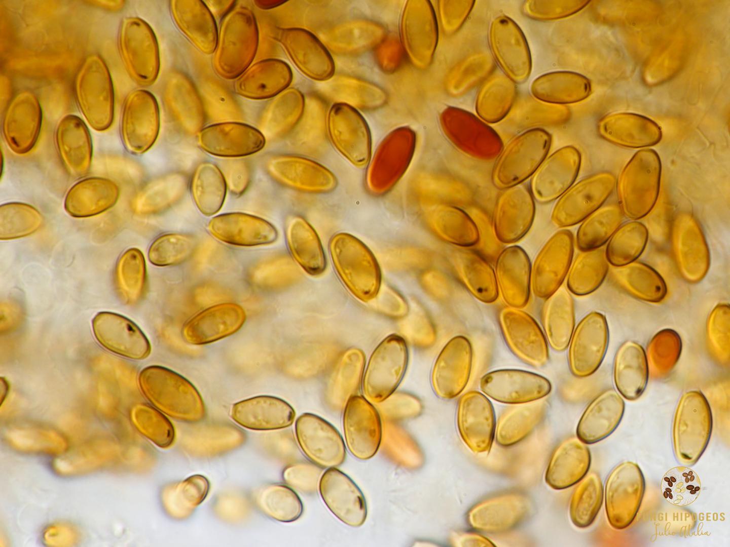 Imagen de portada 1341