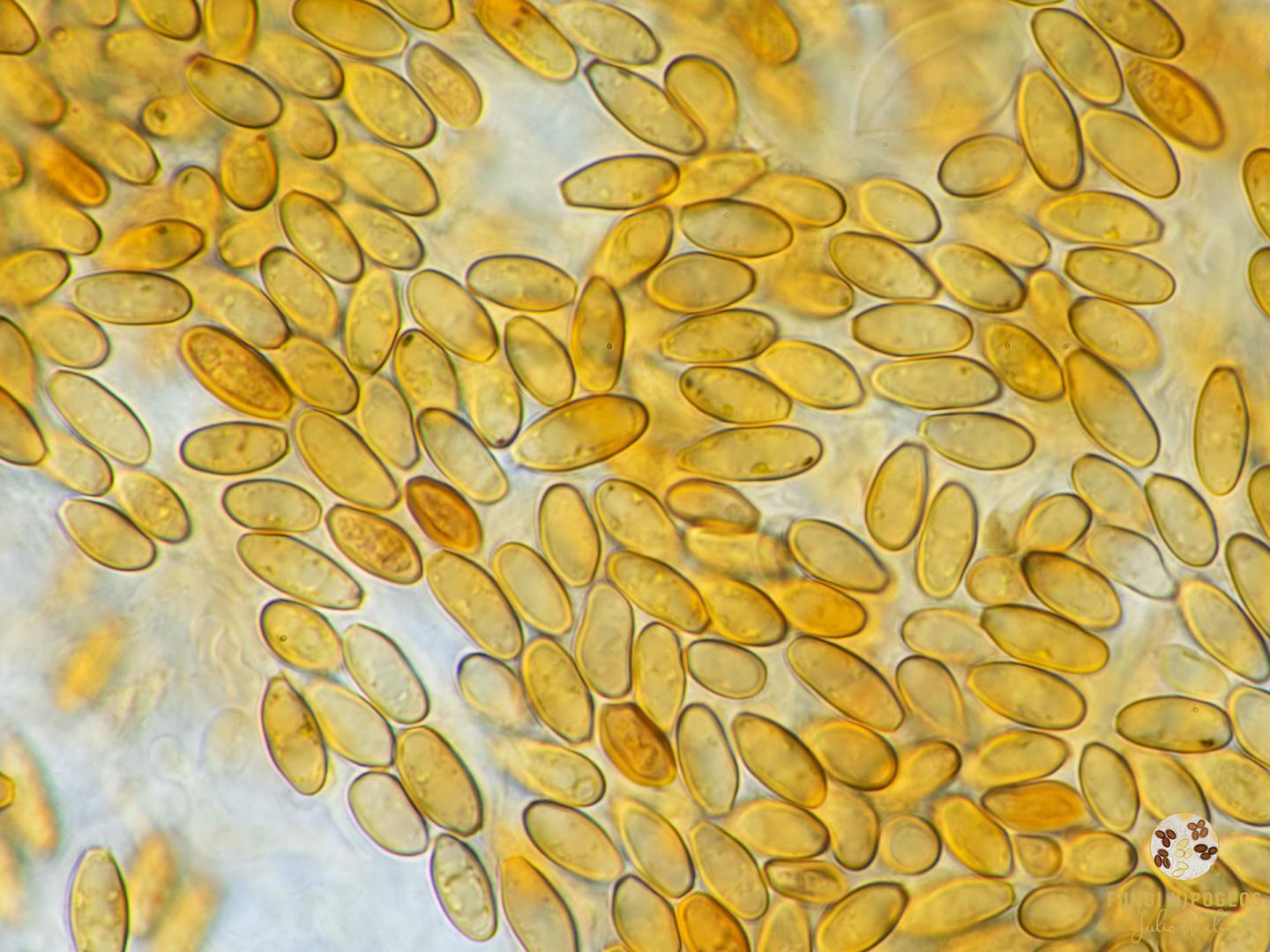 Imagen de portada 1342