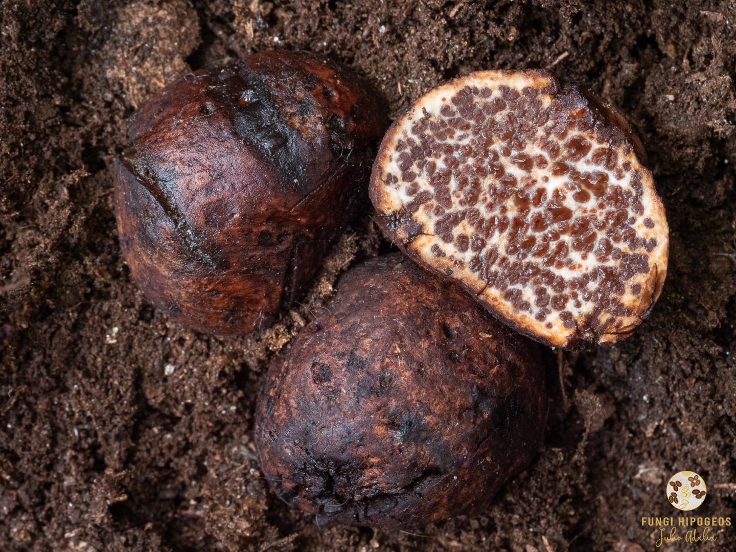 Imagen de portada 1562