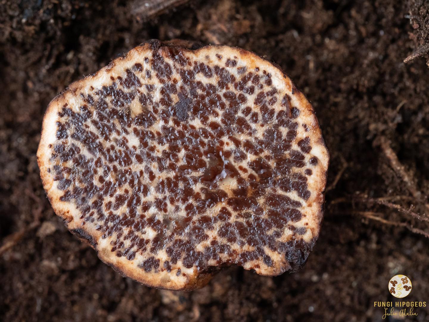 Imagen de portada 1563