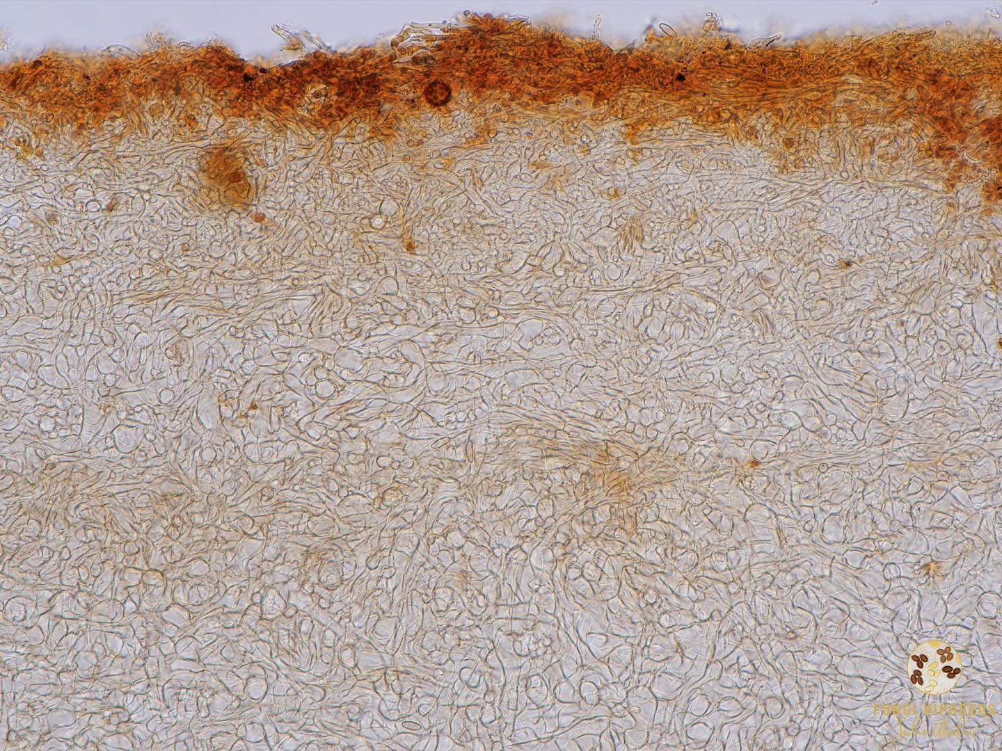 Imagen de portada 1564