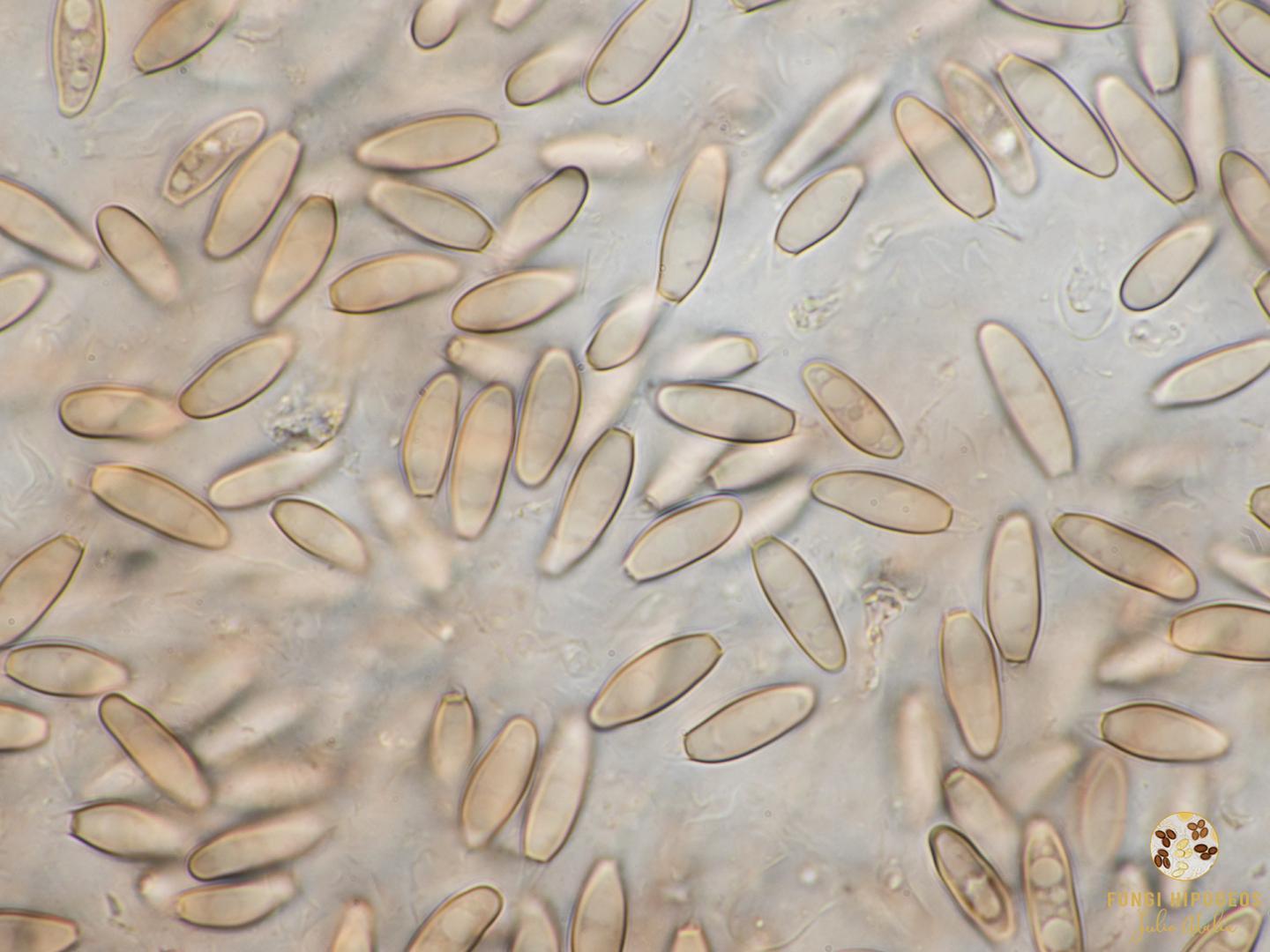 Imagen de portada 1565