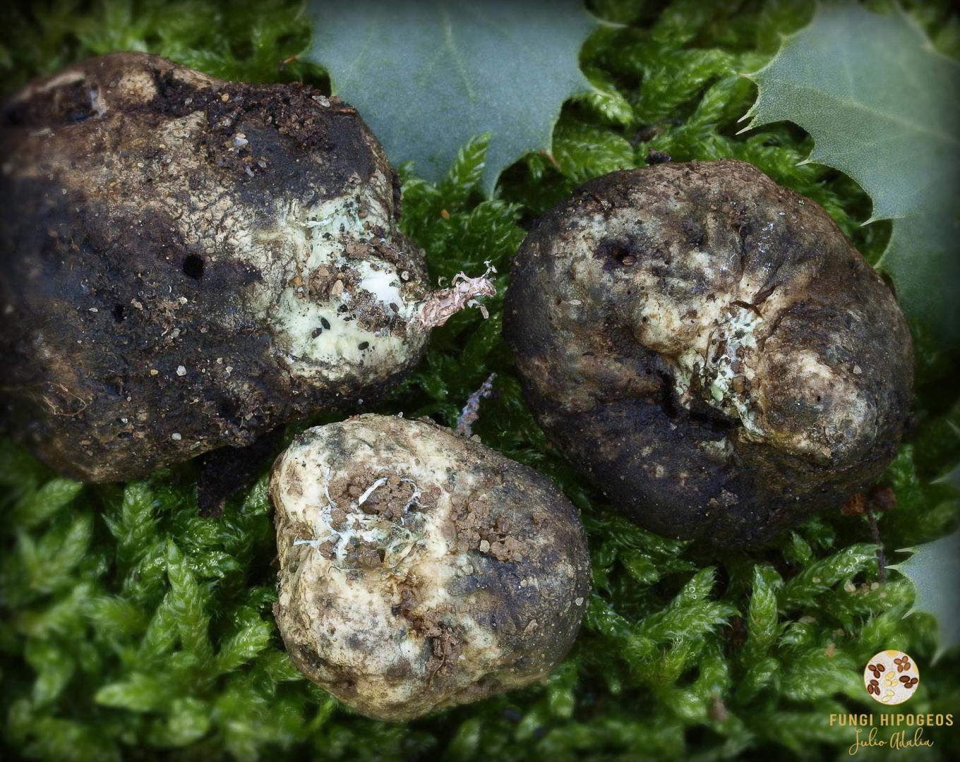 Imagen de portada 1265