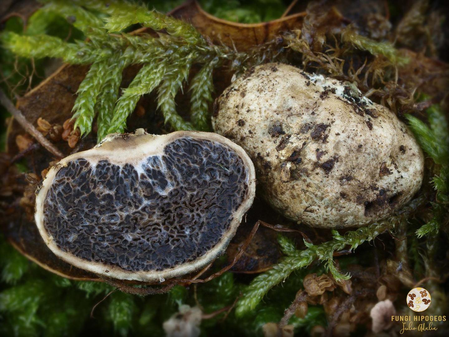 Imagen de portada 1266