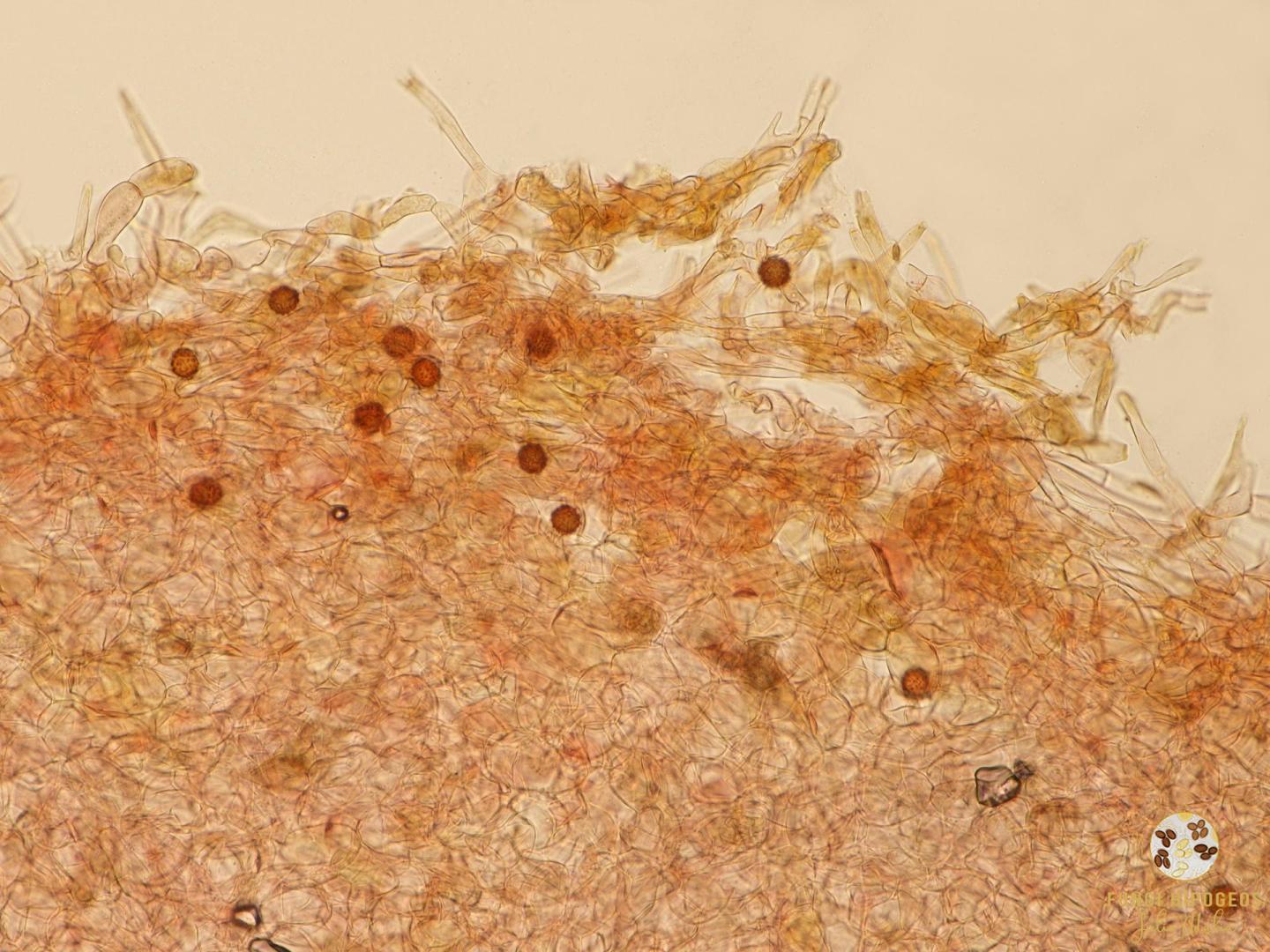 Imagen de portada 1267