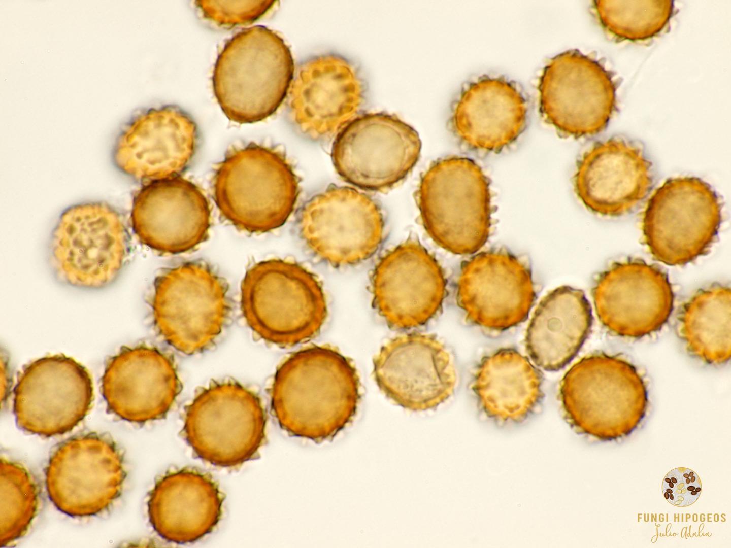 Imagen de portada 1269