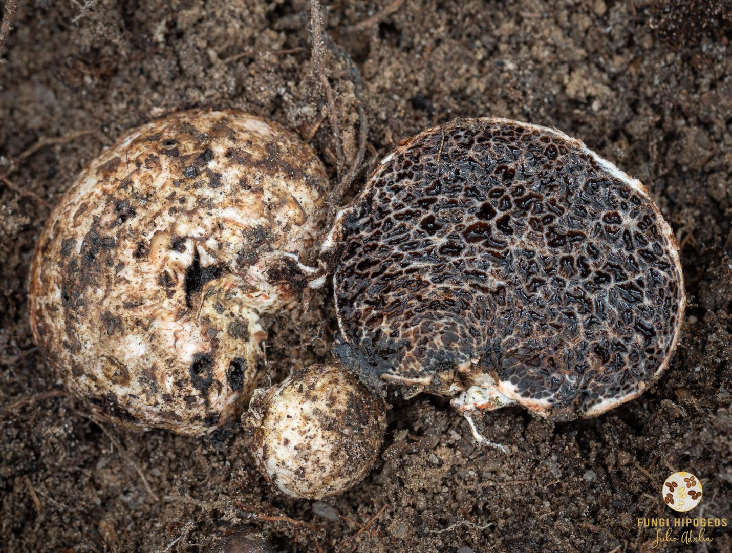 Imagen de portada 1288