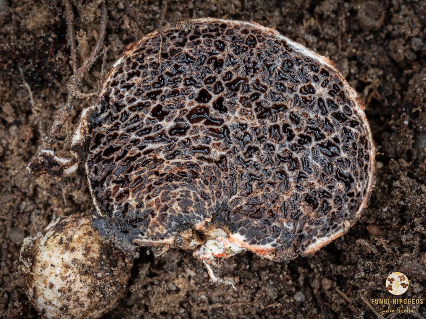 Imagen de portada 1289