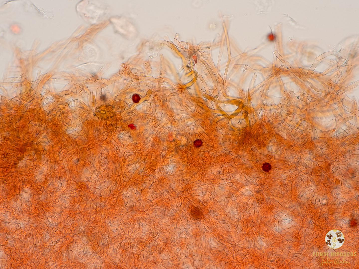 Imagen de portada 1290