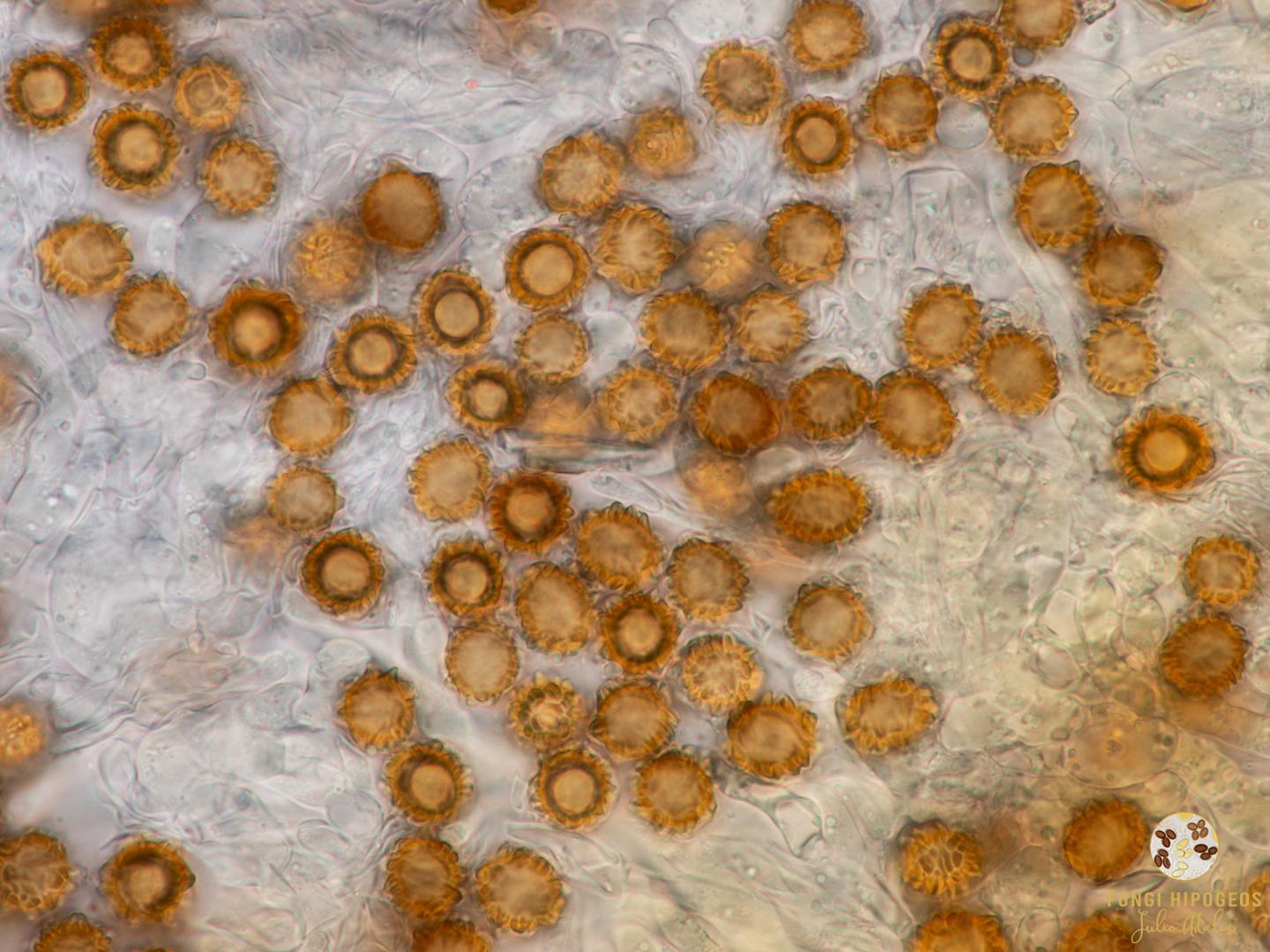 Imagen de portada 1291