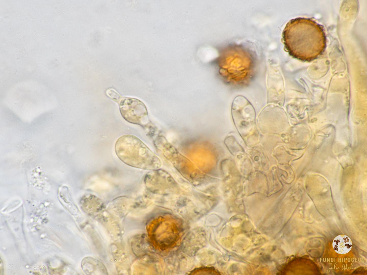 Imagen de portada 1292