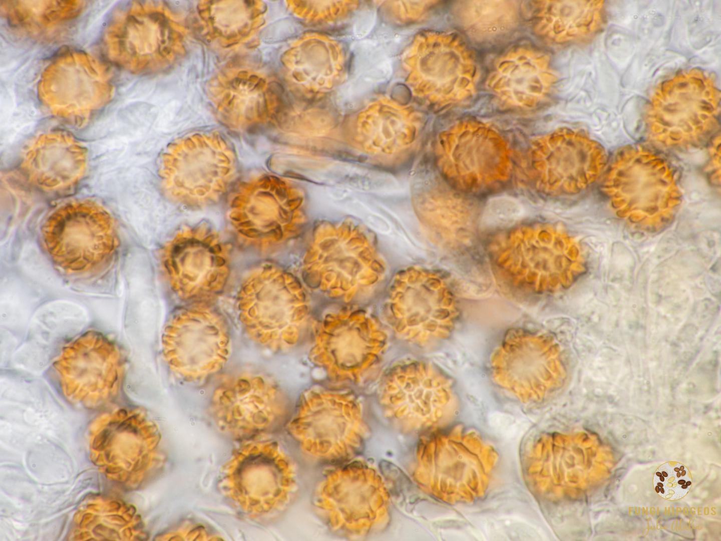 Imagen de portada 1293