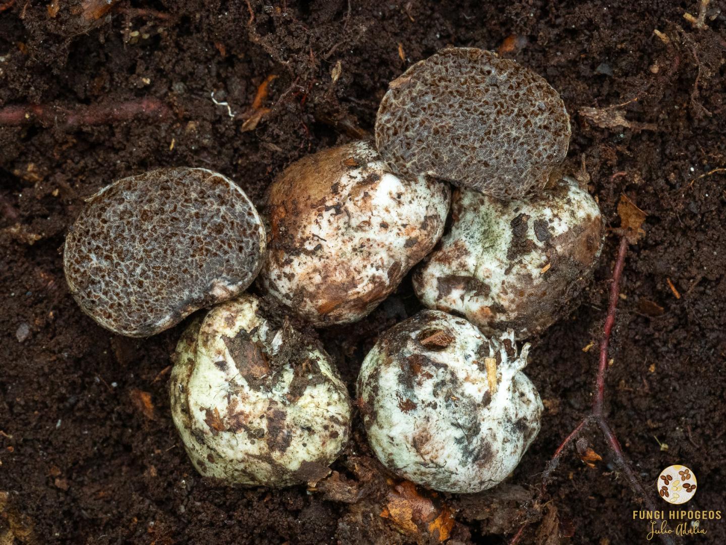 Imagen de portada 1275