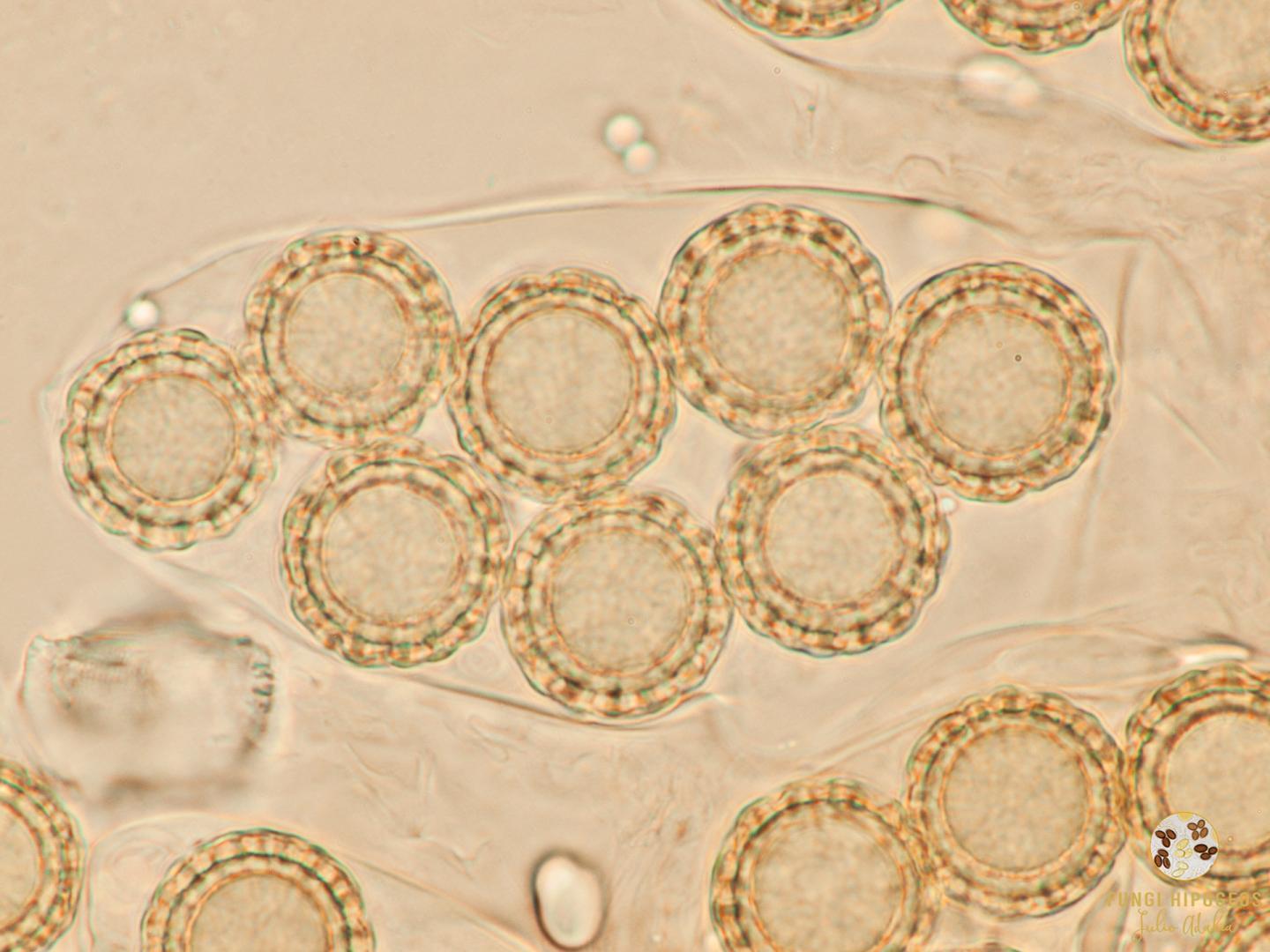 Imagen de portada 372