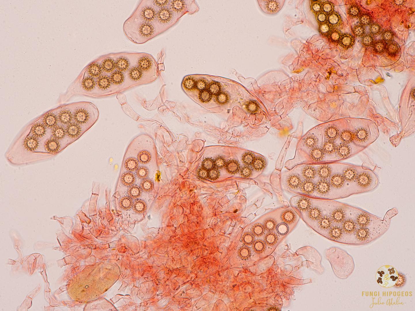 Imagen de portada 898