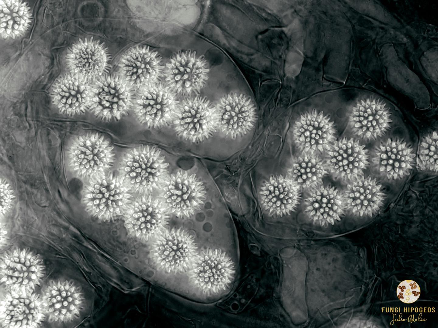 Imagen de portada 899