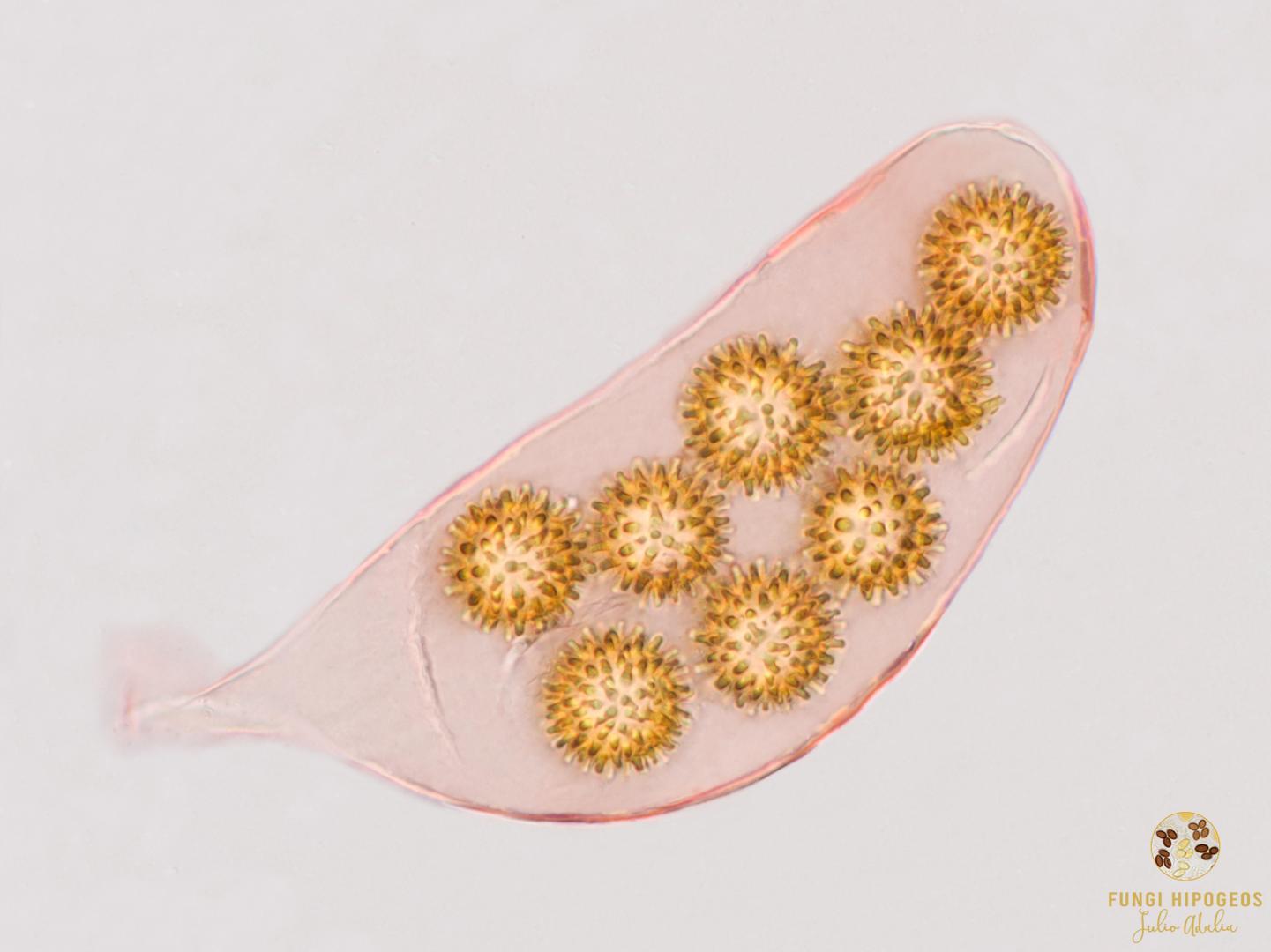 Imagen de portada 901