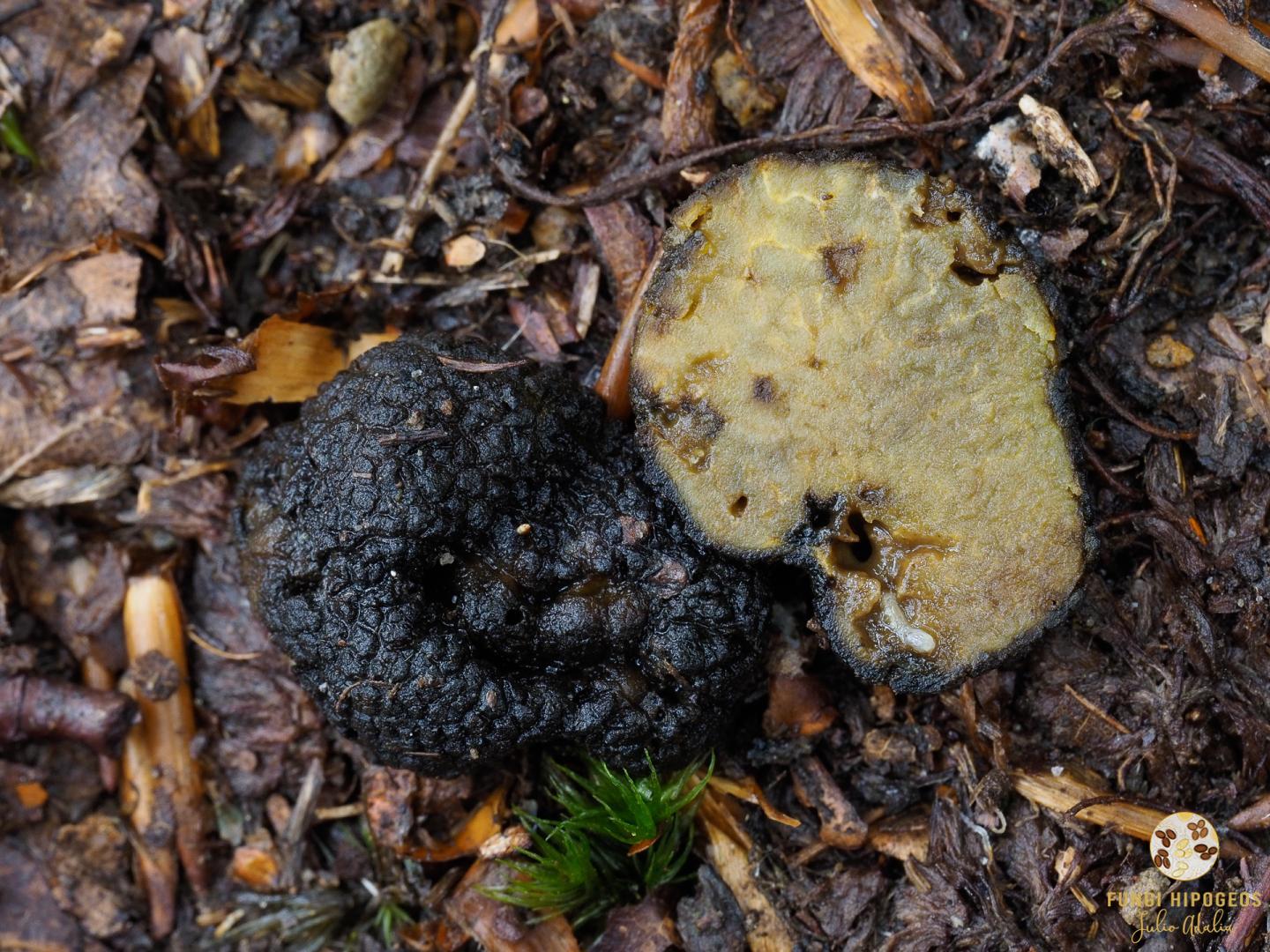 Imagen de portada 906