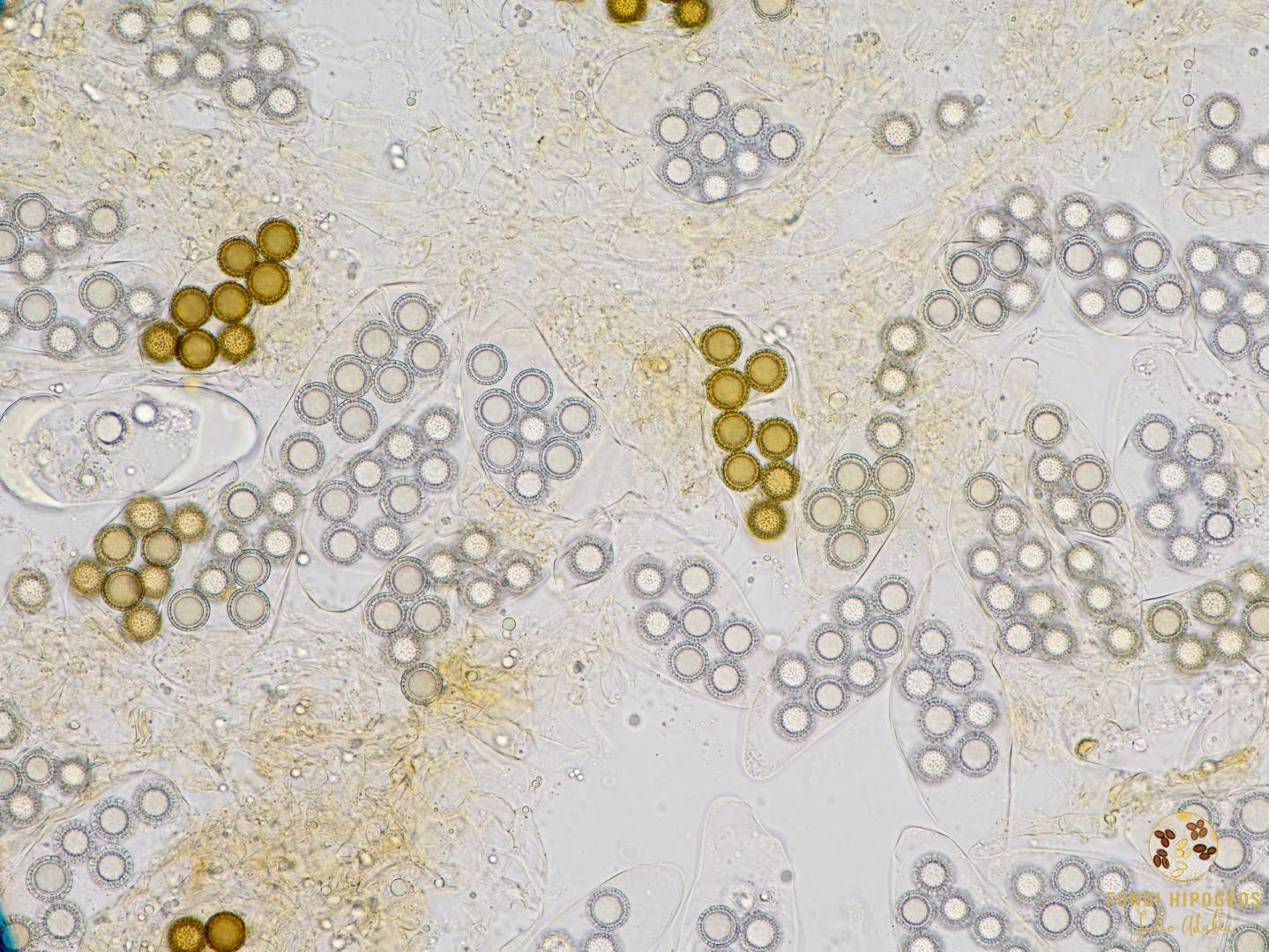 Imagen de portada 910