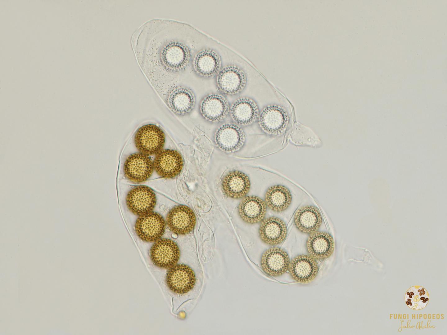 Imagen de portada 911