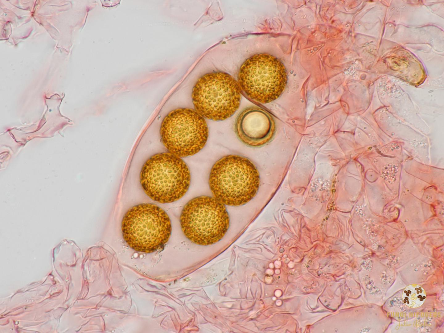 Imagen de portada 913