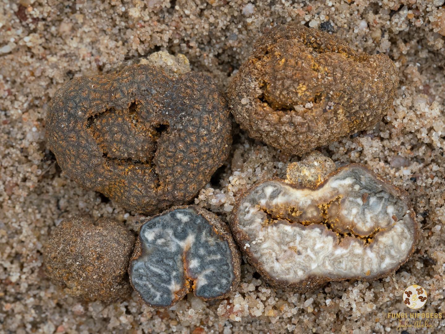 Imagen de portada 917