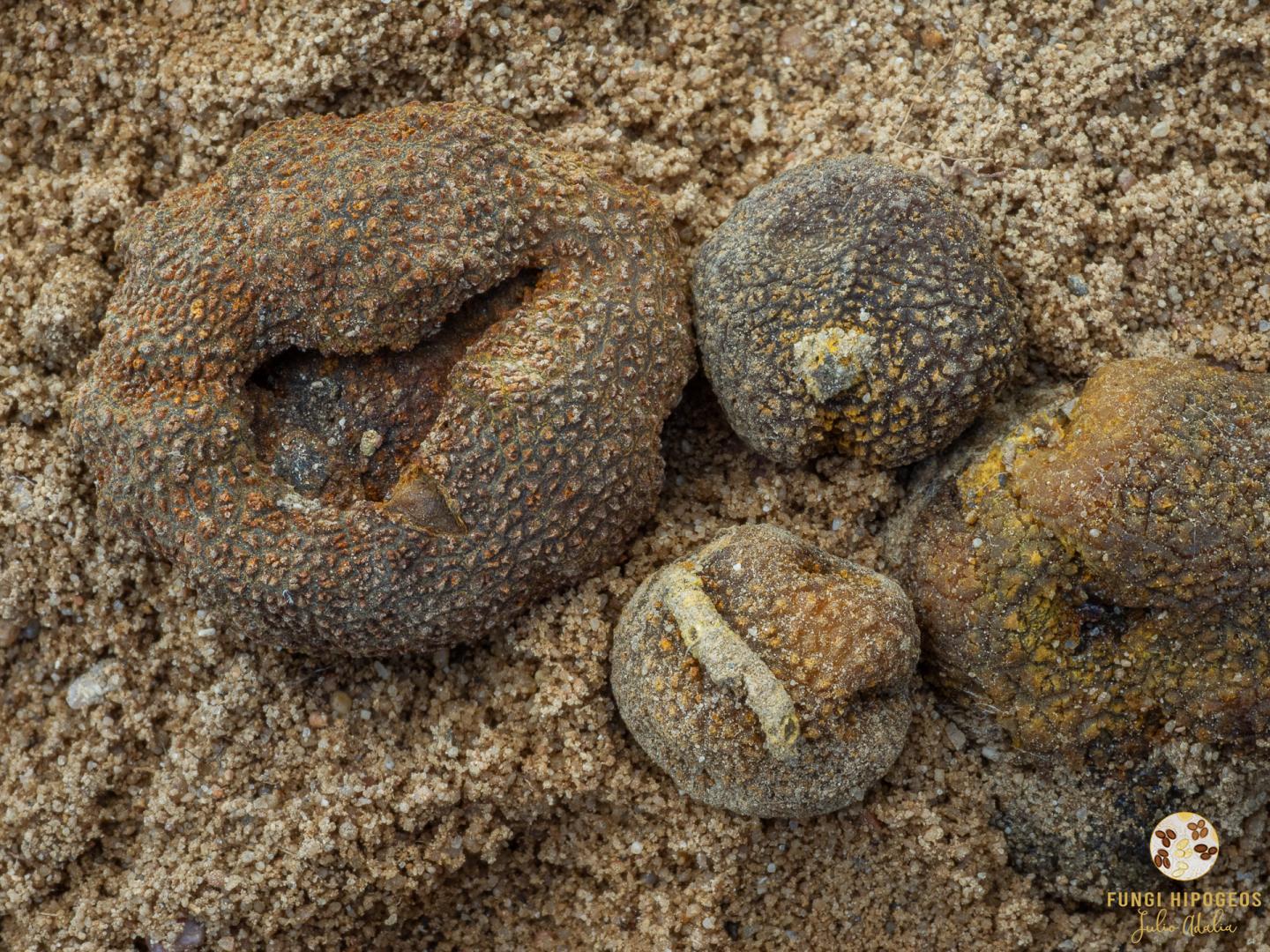 Imagen de portada 918