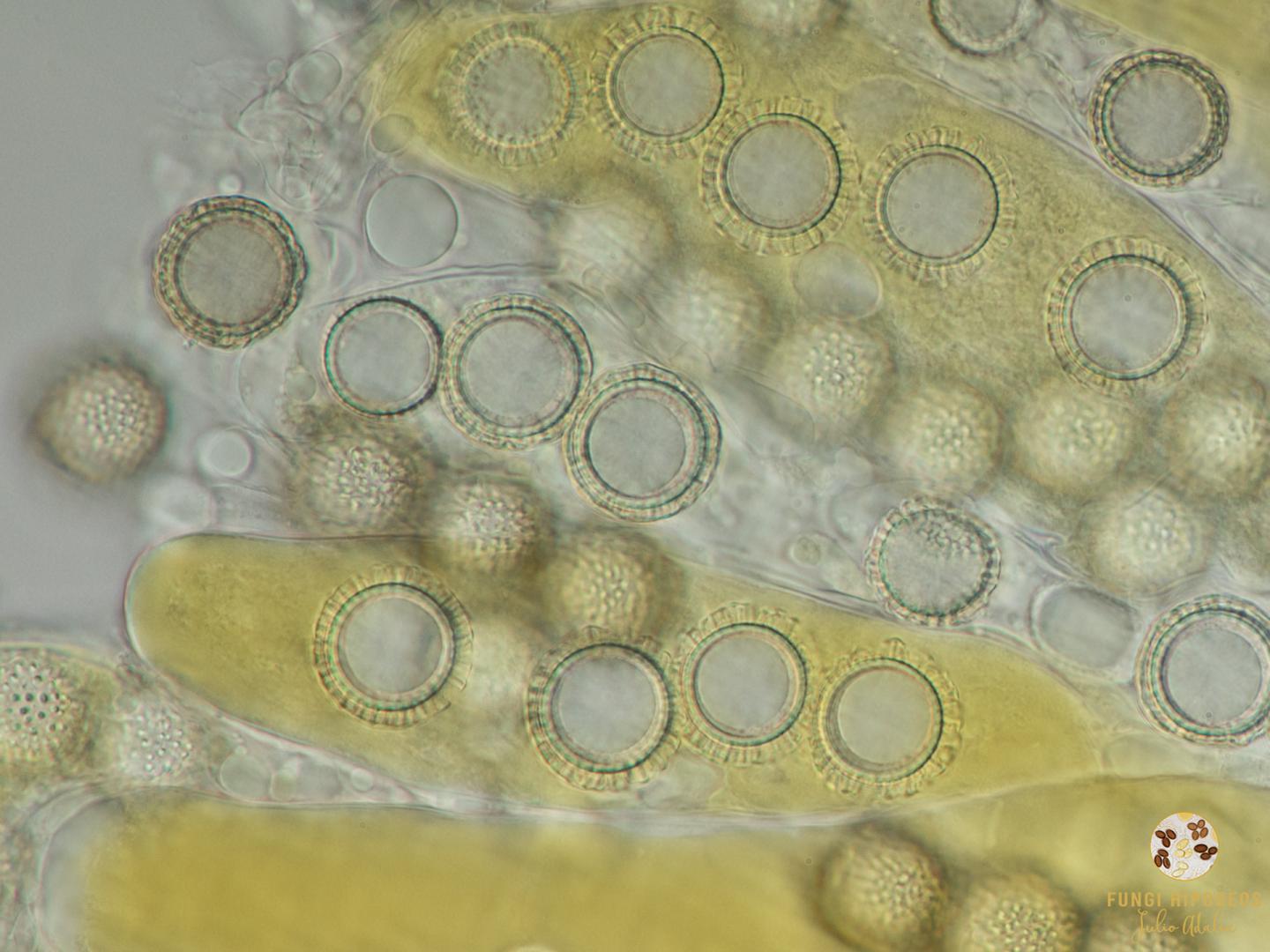 Imagen de portada 921