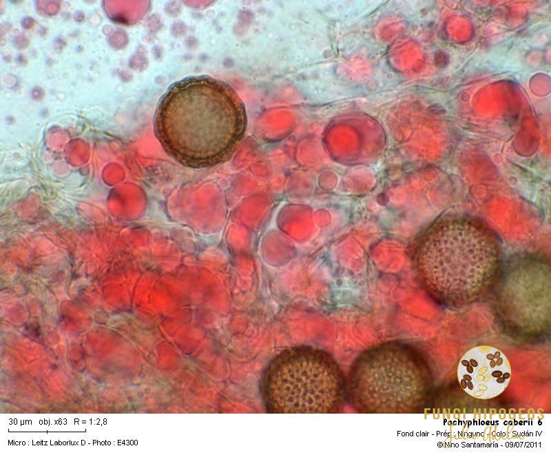 Imagen de portada 923