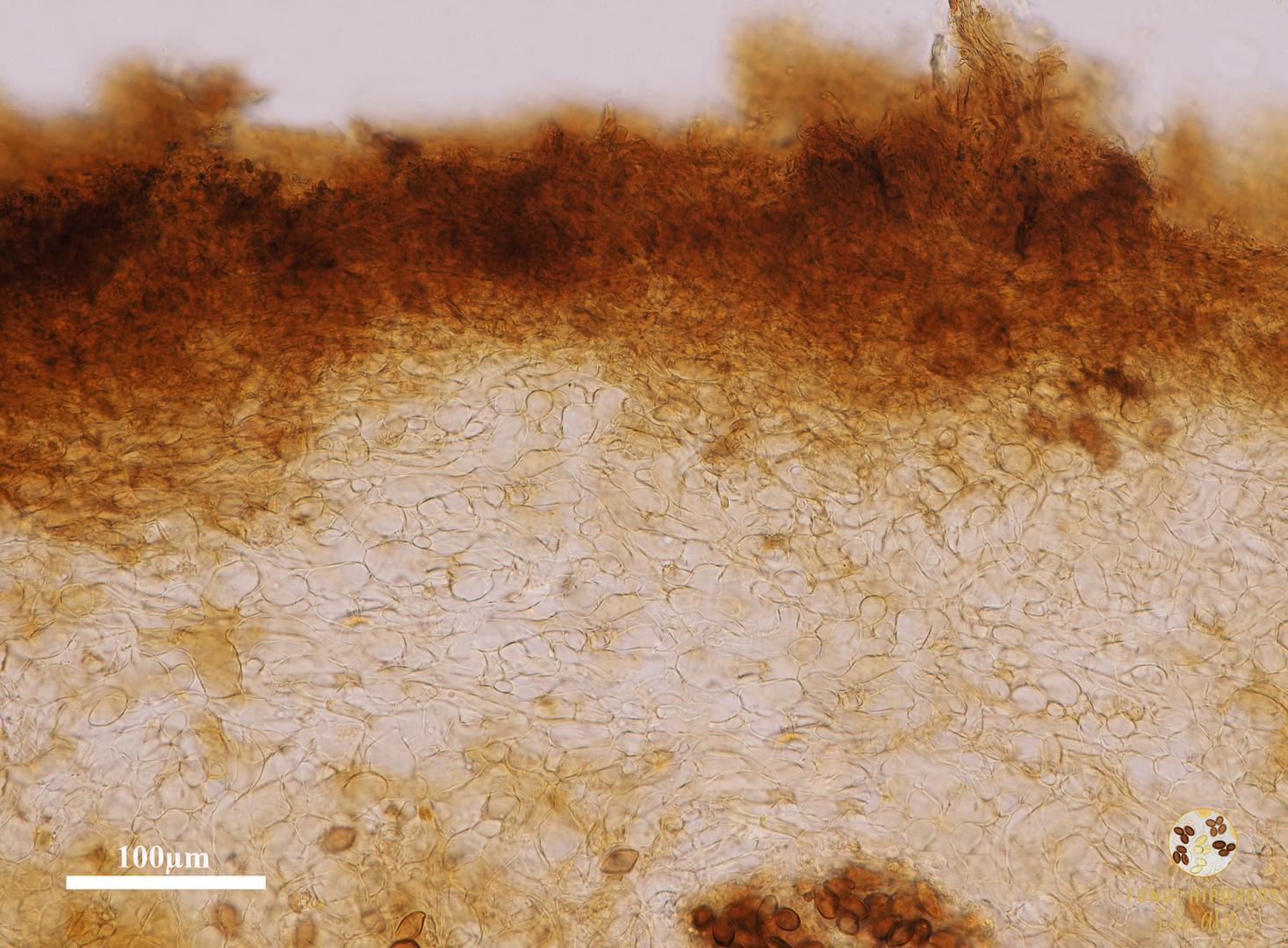 Imagen de portada 1329