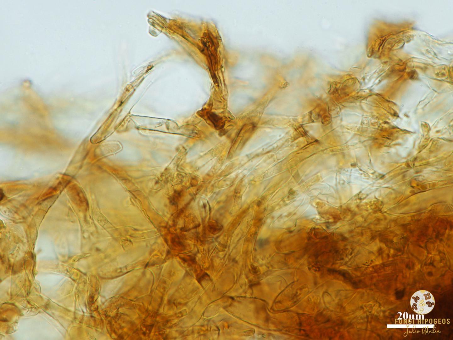 Imagen de portada 1330