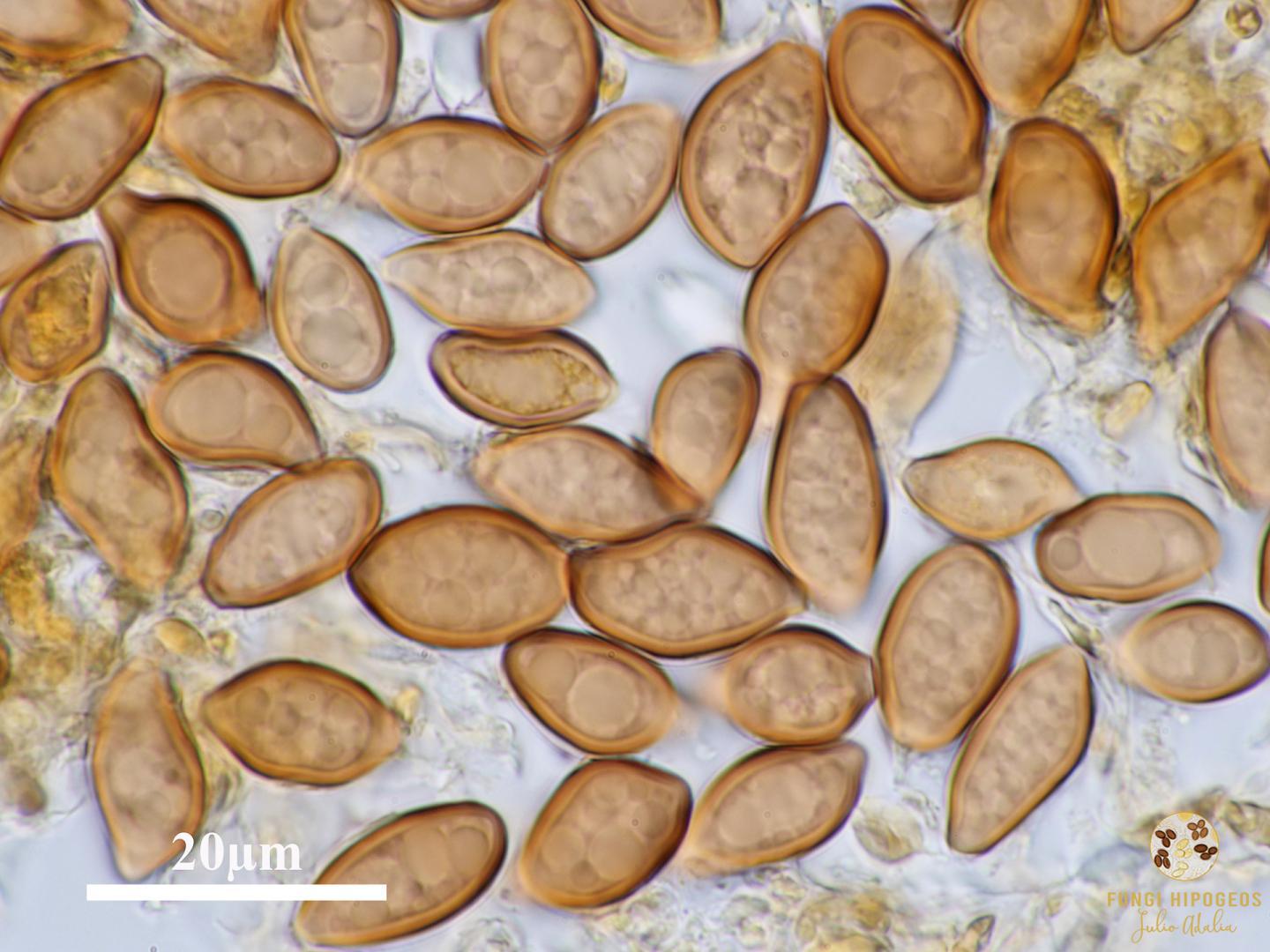 Imagen de portada 1331