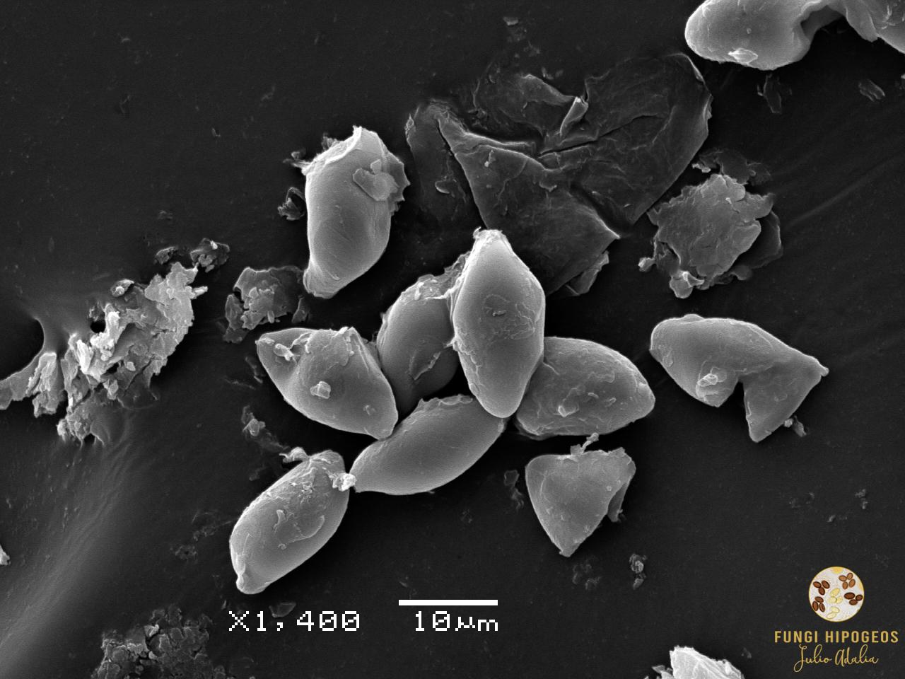 Imagen de portada 1332