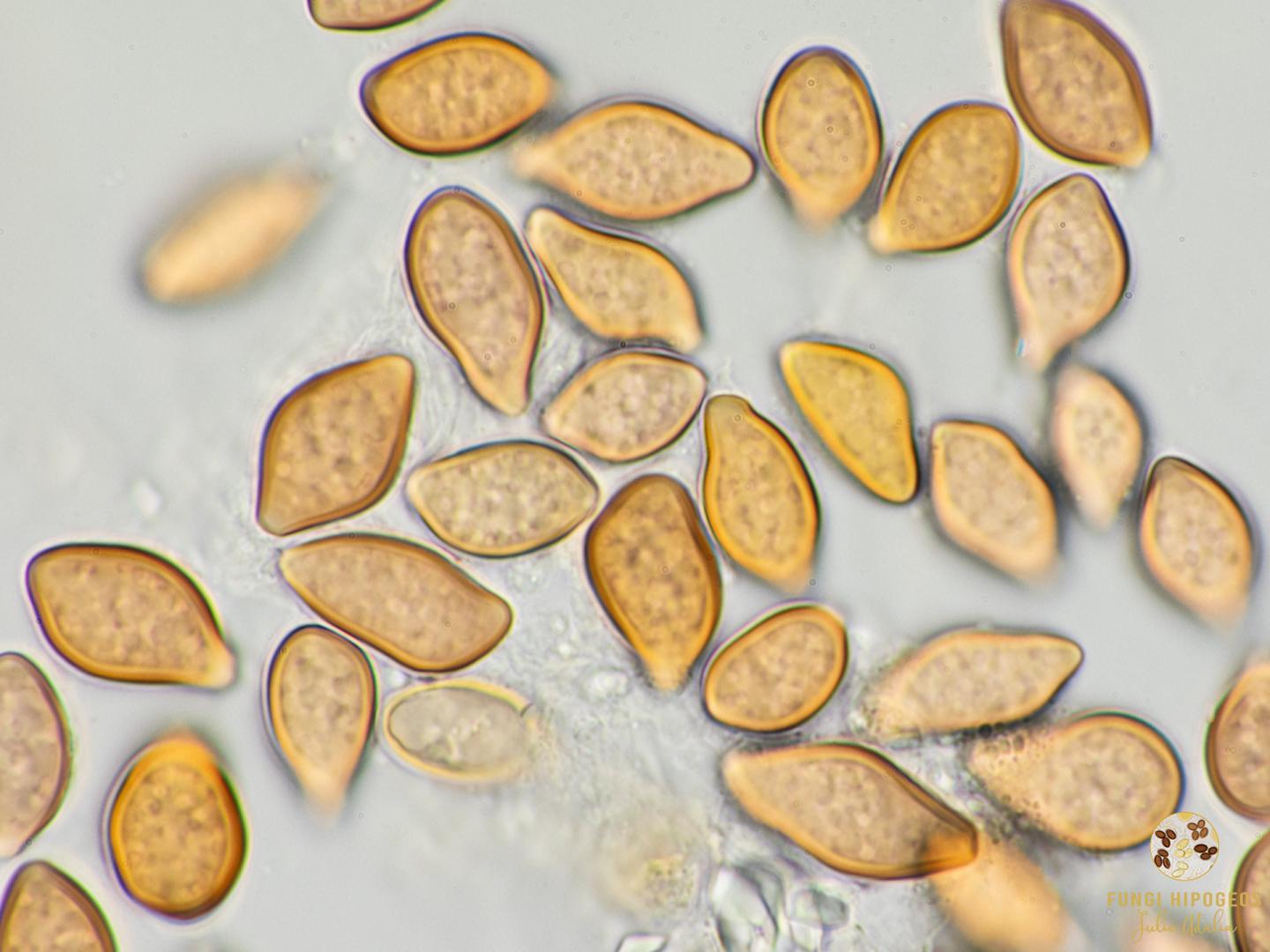 Imagen de portada 1333