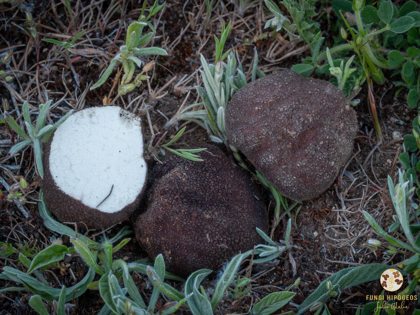 Imagen de portada 1486