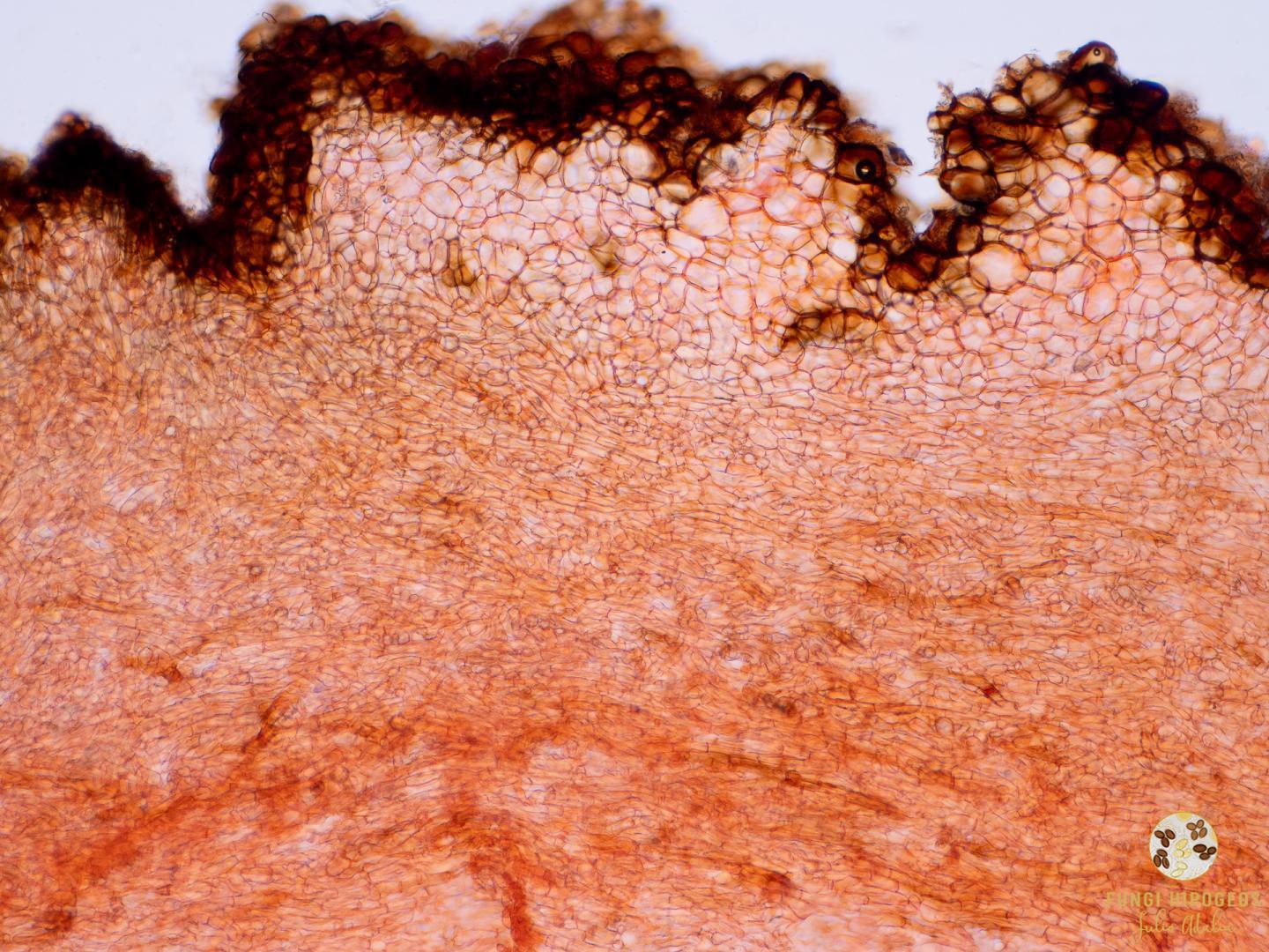 Imagen de portada 1487