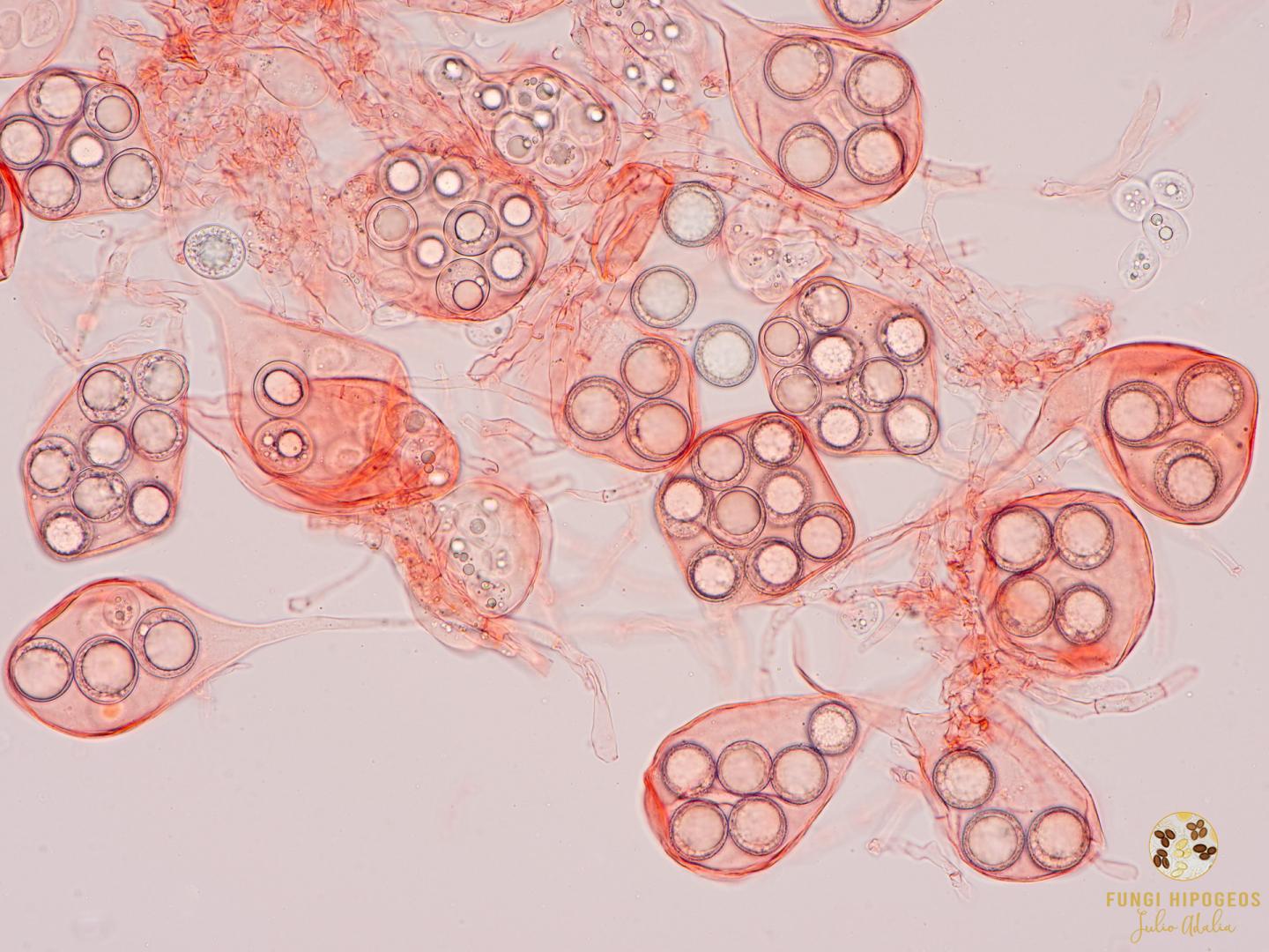 Imagen de portada 1488