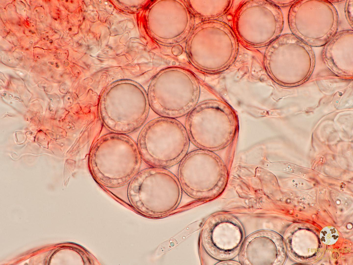 Imagen de portada 1489