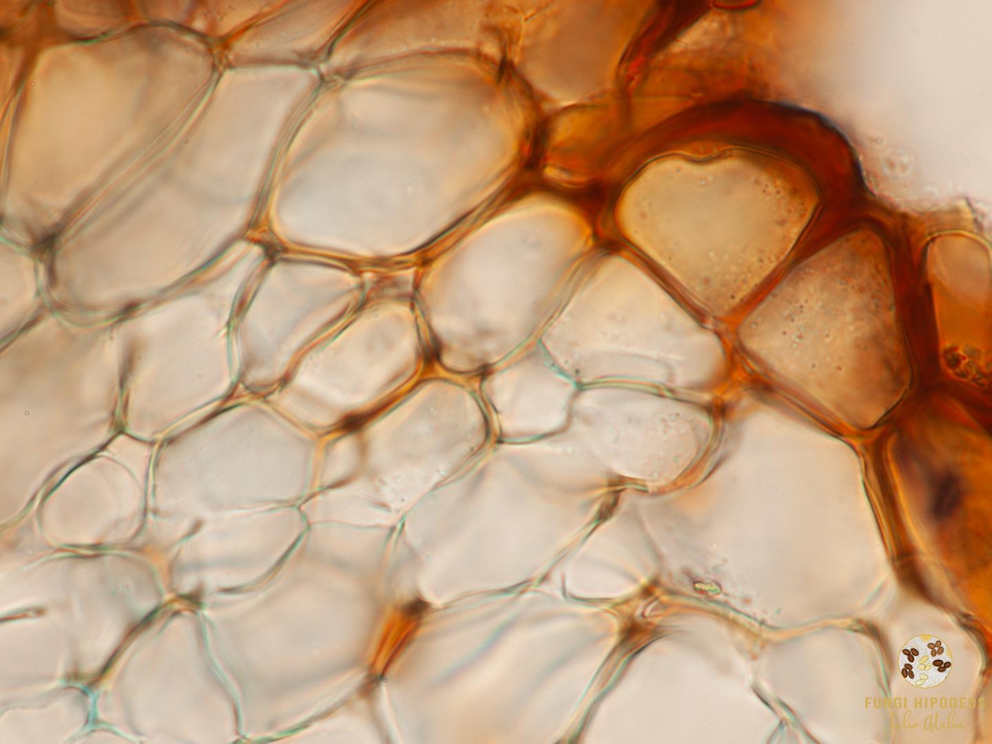 Imagen de portada 1491