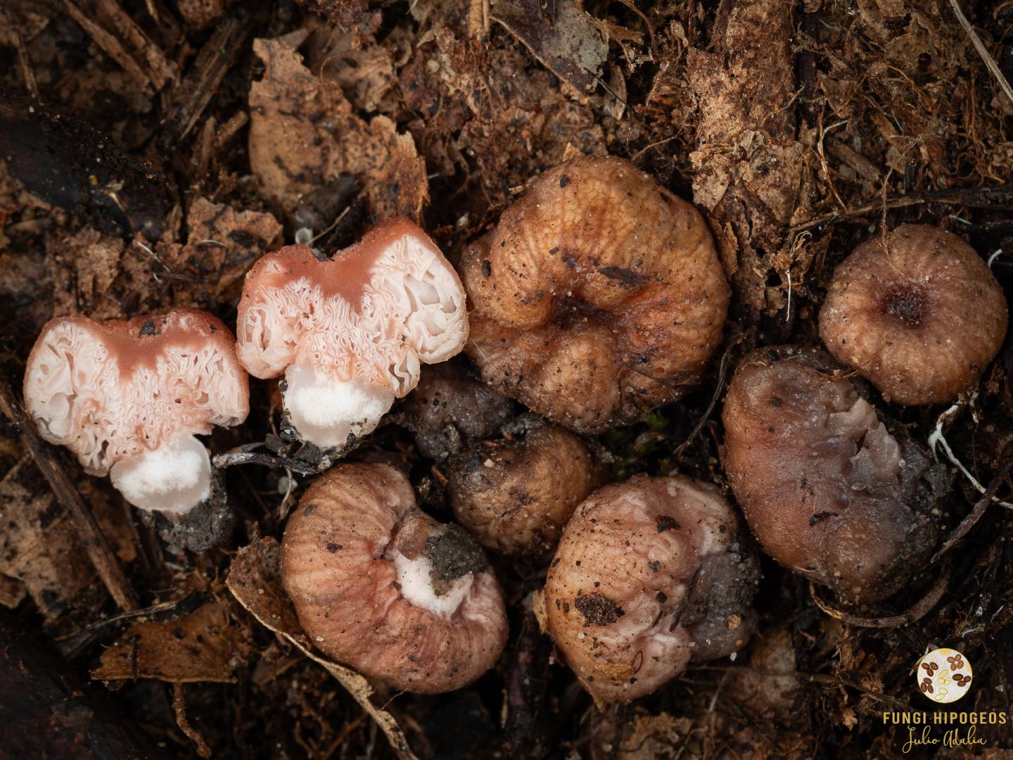 Imagen de portada 982