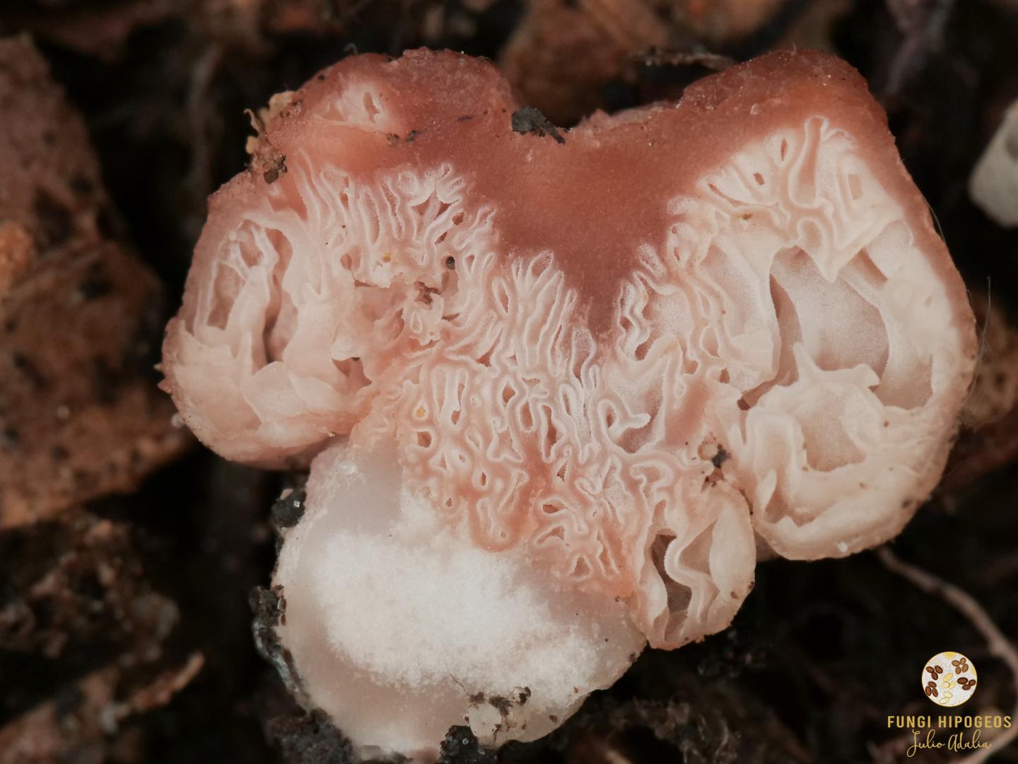 Imagen de portada 983