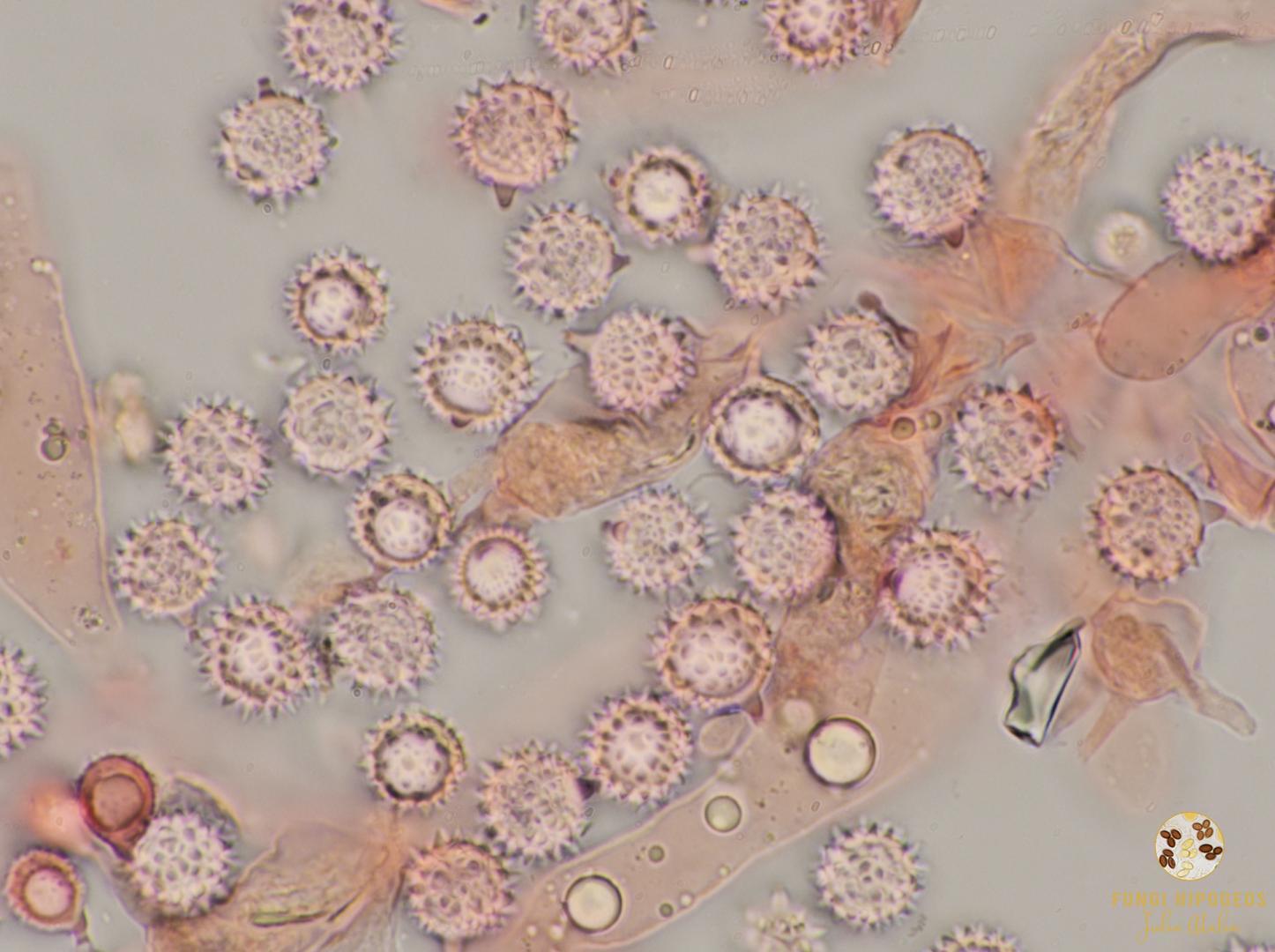 Imagen de portada 985