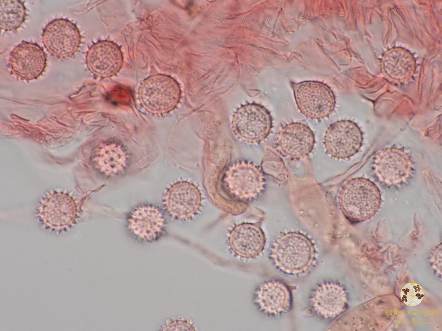 Imagen de portada 986