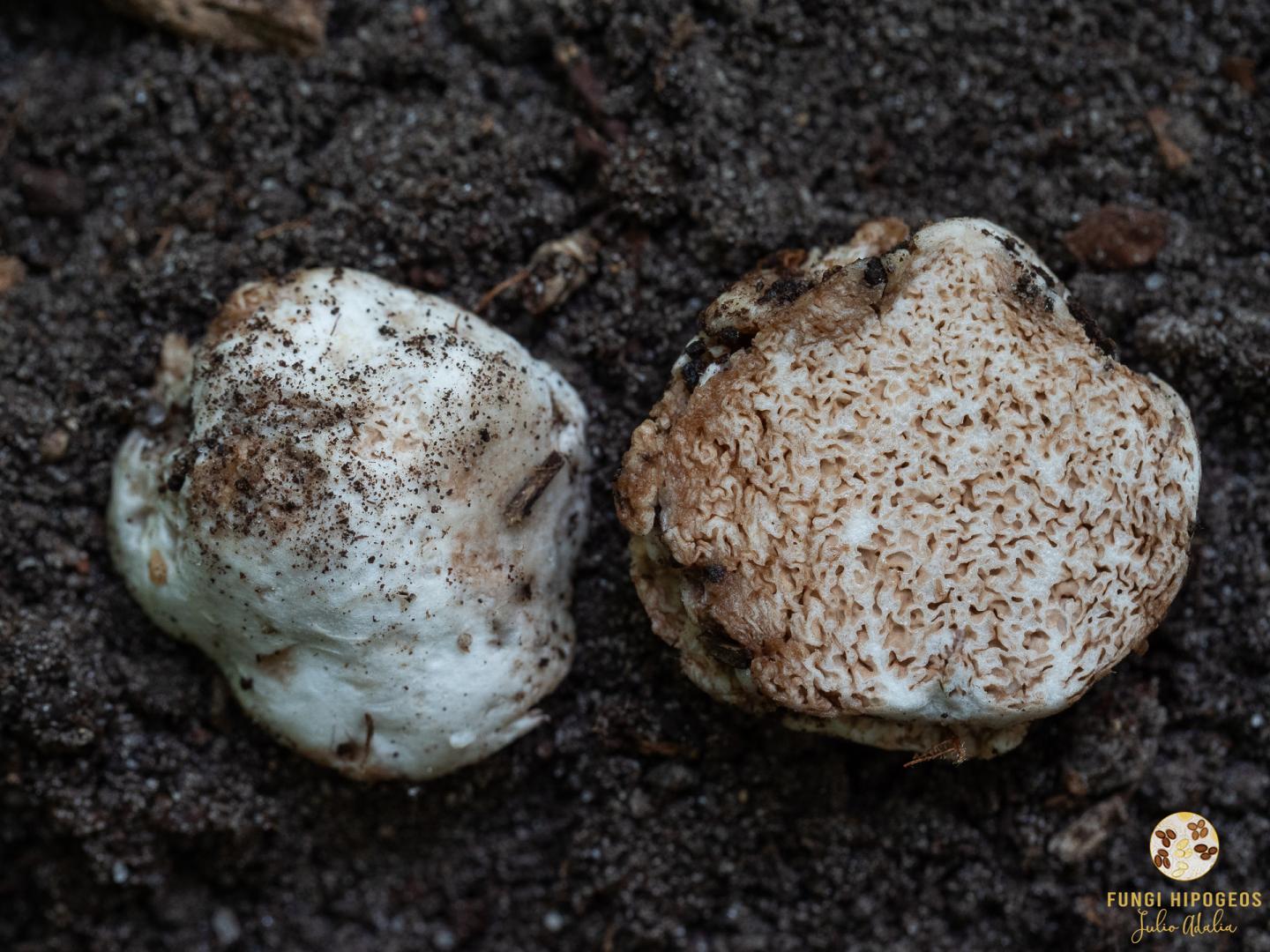 Imagen de portada 961