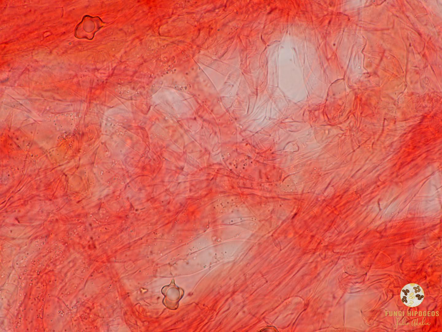 Imagen de portada 963