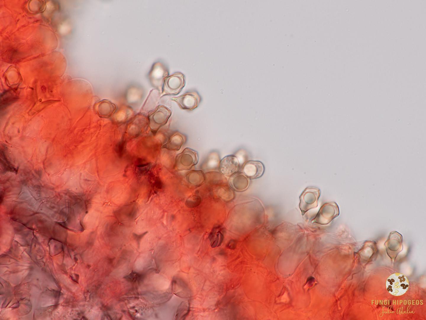 Imagen de portada 965