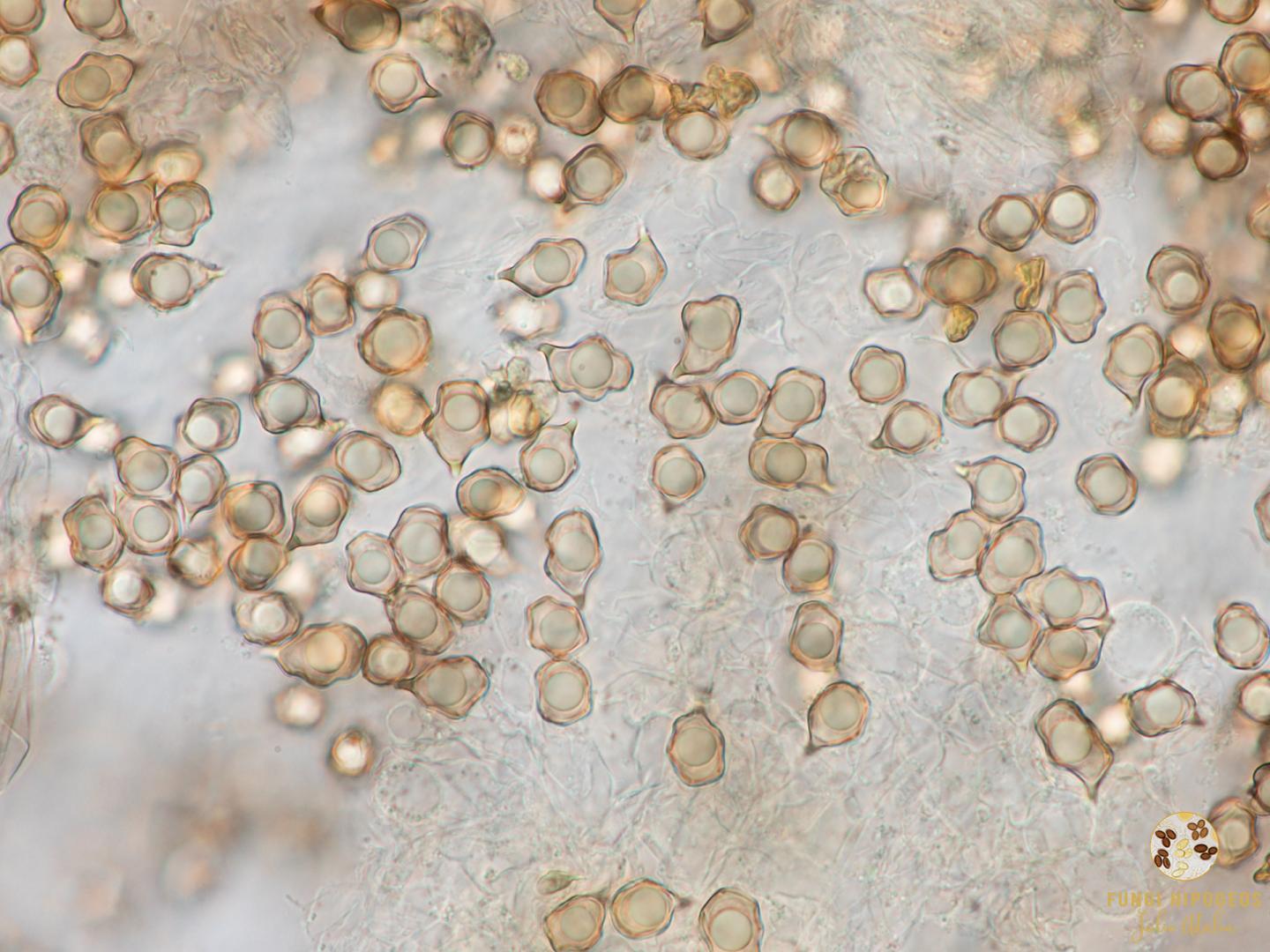 Imagen de portada 966