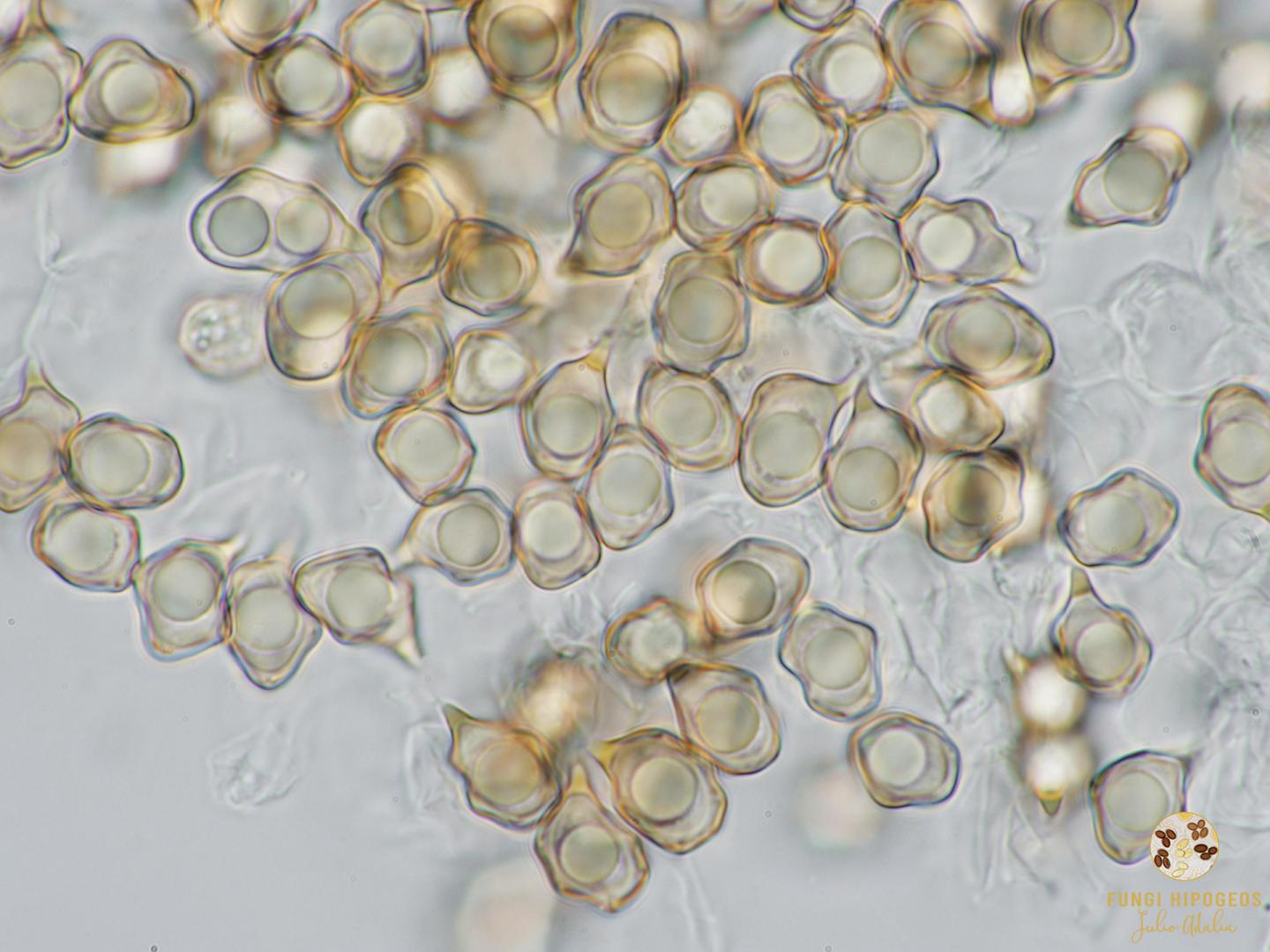 Imagen de portada 967