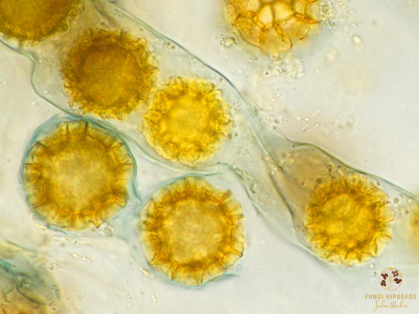 Imagen de portada 379