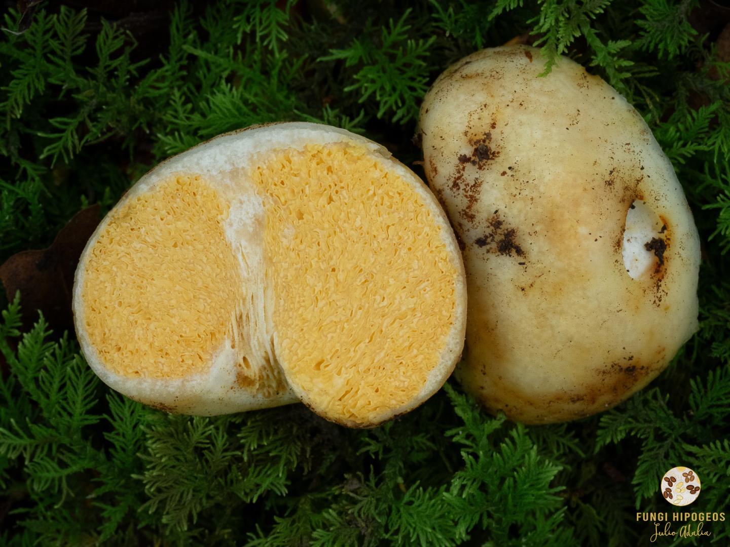 Imagen de portada 1426